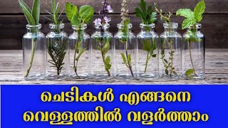 ചെടികൾ എങ്ങനെ വെള്ളത്തിൽ വളർത്താം /HOW TO GROW PLANTS IN WATER / INDOOR AQUATIC WATER GROWING PLANTS