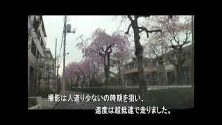 2013年4月1日　埼玉県所沢市小手指町砂川堀のしだれ桜