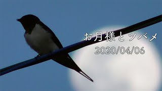 お月様とツバメ🌙（スーパームーン前日）2020/04/06