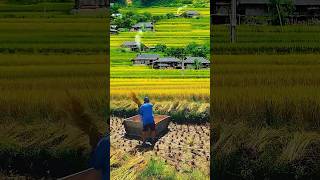 中国农民的血汗换来大家美好的生活Beautiful and Comfortable Rural Scenery in China