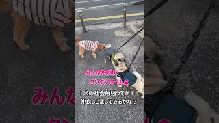 『犬の社会勉強ってか！』仲良しこよしできるかな？　#shorts #パグ #パグ二匹  #保護犬 #犬多頭飼い