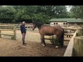 Terrified Horse is very hard to catch and needs my help!!