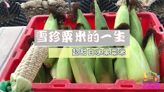 雪珍白水果粟米/玉米/Snow corn, 非基改, 自家種植, 種了3個月就是為了這一口, 生吃超甜!!! 熟吃鮮嫩!! 甜度十足, 自己種收成最满足!!!