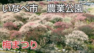 いなべ市（農業公園）梅まつりに行ってきたよ満開の梅に満足度⤴