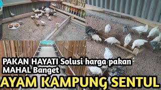 menikmati ternak Ayam Kampung SENTUL YANG mengasyikkan dan sangat menjanjikan banget