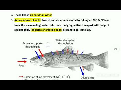 Which of the following statements comparing Osmoregulation in marine and freshwater bony fishes is incorrect?