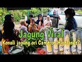 Tips mengenali Jagung Ori Cameron Highland | Jagung Viral Go Green Organic, Kea Farm Market