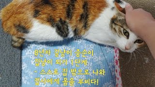 중순이가 드디어! 스스로 집 밖으로 나와 집사에게 몸을 부볐어요!ㅠㅠ