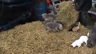 Ratting with the Bedlington Terriers..