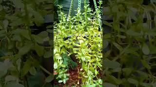 ബ്രഹ്മി :ഒരു മനോഹരമായ ഔഷധ സസ്യമാണ് 🌿🌿natural #plants #gardeningtips