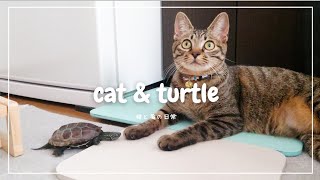 クサガメ軍曹🐢の水槽にお邪魔するキジトラ猫の小雪ちゃん【Koyuki-chan, a tabby cat who disturbs Sergeant Kusaga's aquarium】