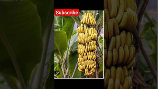 குழந்தைகளுக்கு தினமும் வாழைப்பழம்🍌குடுங்க #shortsfeed #food #fruit #shorts #banana #health #trending