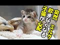 突然、ミルクを飲まなくなった子猫が心配【赤ちゃん猫　保護猫】