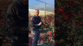 Handcrafted Camellias Pruning Method | @MonroviaPlants #Shorts