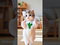 Funny cat dance😻 #funnycats #catdance #cutecat