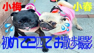 パグ２匹でお散歩動画撮ってみた！フレンチブルドッグ フレブル パグ 愛犬 多頭飼い 短頭種ボストンテリア Pagu PUG コロナ 一人暮らし 夫婦 ファミリー ペット 癒し