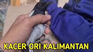 HARI INI KITA BONGKARAN‼️ BURUNG KACER ORI KALIMANTAN ‼️