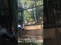 【衝撃映像】人食い虎がヤバかった！