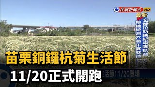 苗栗銅鑼杭菊生活節 11/20正式開跑－民視新聞