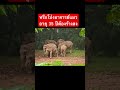 หรือโป่งอาจารย์แมวจะต้องร้าง ช้างเขาใหญ่ thaielephant