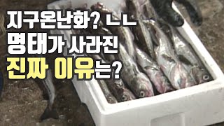 명태가 사라진 원인은 바다의 수온 변화 때문이 아니다? / YTN 사이언스