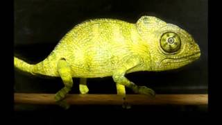 The amazing paper chameleon, and it moves!