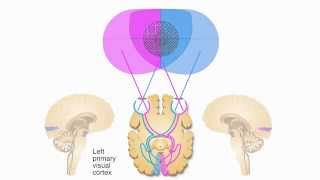 AXON:  Central Visual Pathway