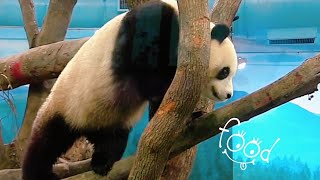 圓寶走來走去找點心，爬上棲架找到窩窩頭|熊貓貓熊The Giant Panda Yuan Yuan and Yuan Bao|台北市立動物園