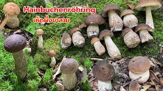 เก็บเห็ดผึ้งหวาน เห็ดผึ้งขาลายออกเต็มป่าเก็บรั่วๆหมานๆจ้า (Hainbuchenröhring)