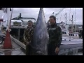 Spearfishing Bluefin tuna 282kg (621.7pounds)