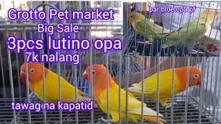 ep#122 Grotto pet market big sale. 3pcs lutino opa 7k nalang tawag na kapatid.