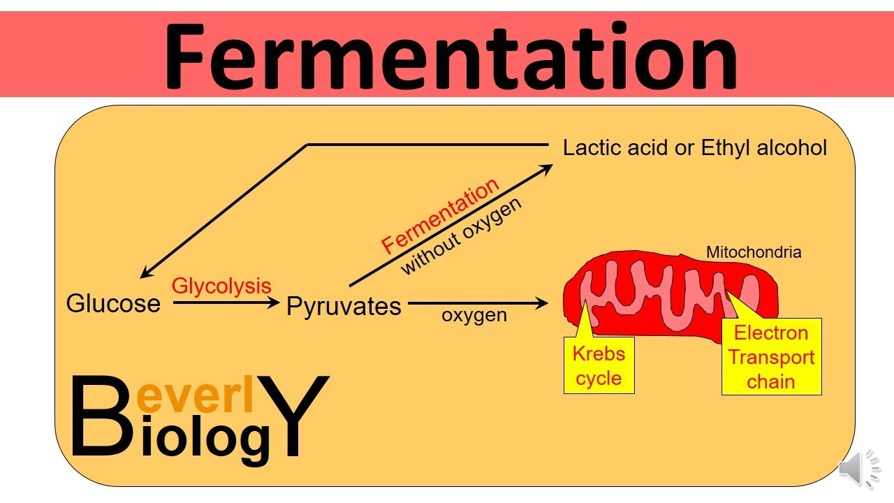 Glycolysis And Fermentation (updated) - YouTube