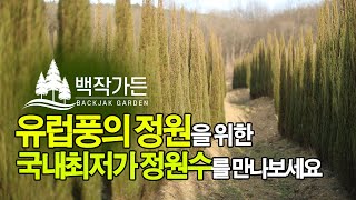 [백작가든] 블루애로우 - 유럽풍 정원수 블루애로우 백작가든만의 특별한 할인가로 만나보세요 #블루애로우#백작가든