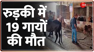 Roorkee Cow Death: रुड़की में 19 गायों की मौत | Breaking News | Hindi News | Latest News | Top News