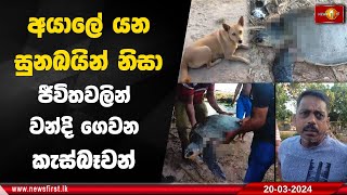 අයාලේ යන සුනඛයින් නිසා ජීවිතවලින් වන්දි ගෙවන කැස්බෑවන්