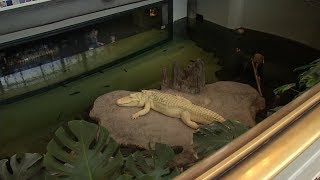 Albino Alligator Videos 9tubetv - 