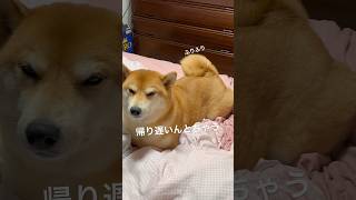 しっぽが素直な柴犬　#柴犬 #しばいぬ #ムッチョ柴犬 #マックス #shiba #shorts #おもしろ #癒し #かわいい #犬のいる暮らし #しっぽ #犬 #可愛い #dog #愛犬 #柴