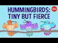 The surprising secrets of hummingbird flight - Kristiina J. Hurme and Alejandro Rico-Guevara