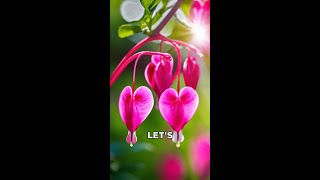 The Enchanting Bleeding Heart Flower