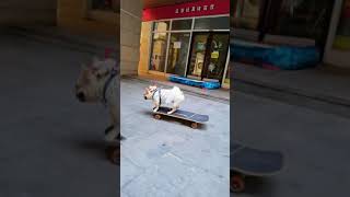 Lustiger Hund | Amazing Dog Play Skateboard | Dog | Funny Dog