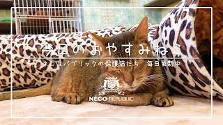 今日のおやすみねこ　チャー　ネコリパ岐阜店