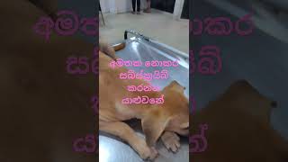 මගේ බණ්ඩිය ලොකු වැඩි කියලා අක්කි මාව hospital අරන් ආව Dr. කිව්වා ප්‍රශ්නයක් නෑ කියලා මට හරිම සතුටුයි