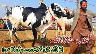 Soda Naseeb Ka Gondal Mandi Attock Latest Update 24 February 2025 | Fatehjangi Desi Bulls Qurbani