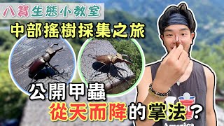 大型日採現場！搖樹採集甲蟲初體驗【昆蟲生態小教室】