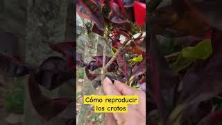 Cómo reproducir los crotos facilimente #artemodayplantaslilianamuñoz #cali #sigueme