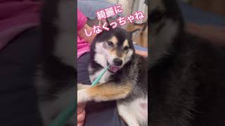 【豆柴】歯磨きが大好きな豆柴。犬は歯が命