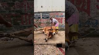 Beautiful Red Bull Qurbani - Cow Grounding #shorts