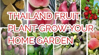 Thailand Verity Fruit Plant Grow Your Home Garden