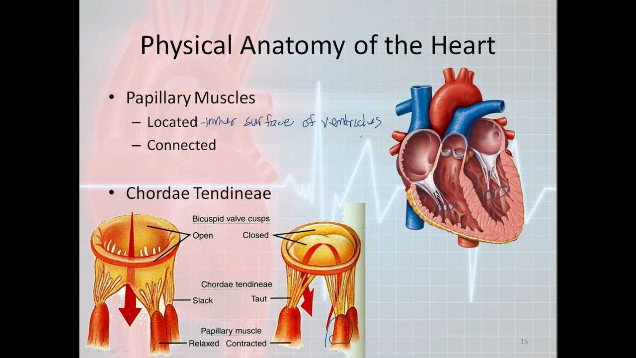 Basic Electrophysiology, Part 1 - Mechanical Anatomy Of The Heart, Part ...