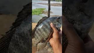 FISHING KERALA #keralafishing #shorts #fishing #shortvideo #karimeen